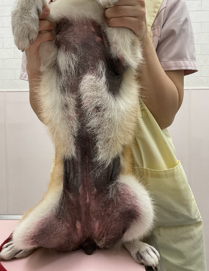 犬アトピー性皮膚炎