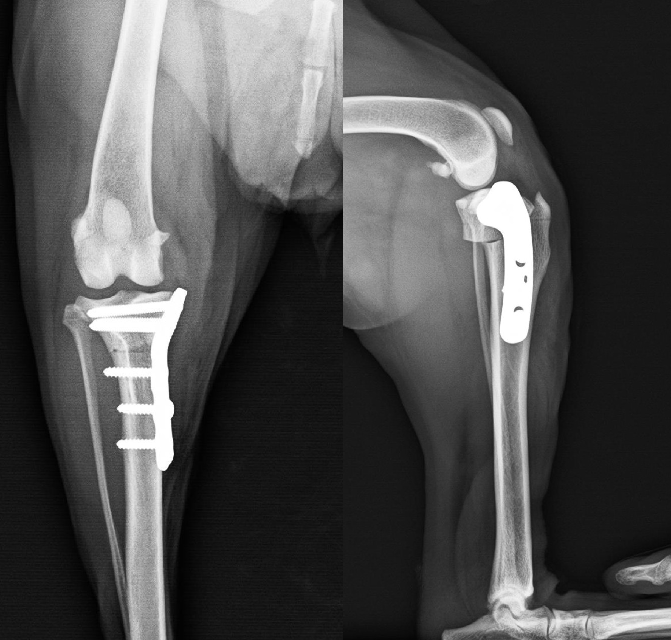 中型犬前十字靭帯断裂　TPLO