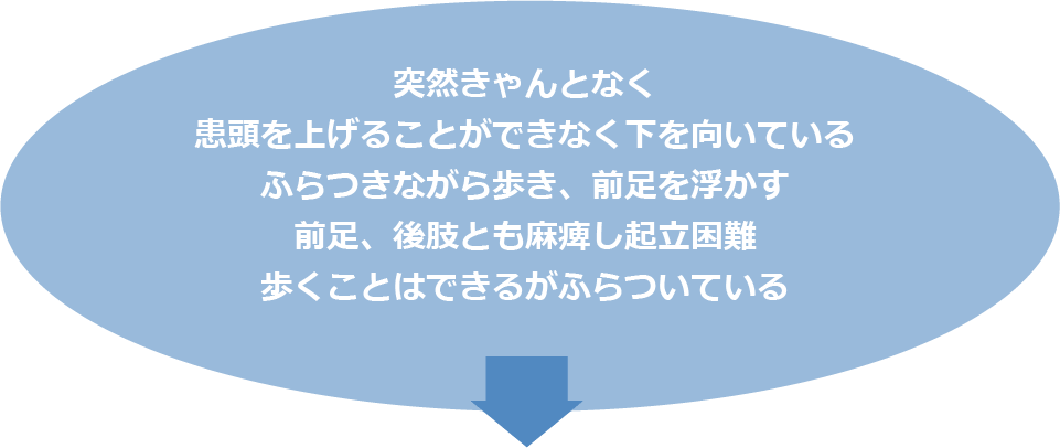 突然きゃんとなく患頭を上げることができなく下を向いているふらつきながら歩き、前足を浮かす前足、後肢とも麻痺し起立困難歩くことはできるがふらついている