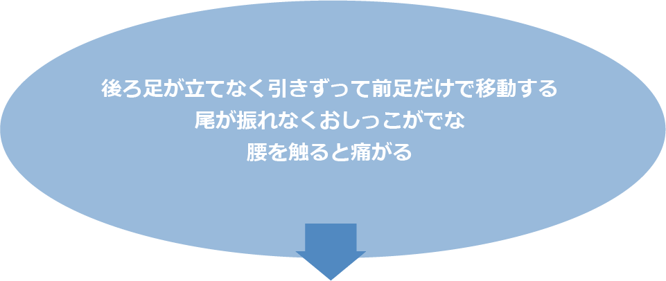 後ろ足が立てなく引きずって前足だけで移動する尾が振れなくおしっこがでな腰を触ると痛がる